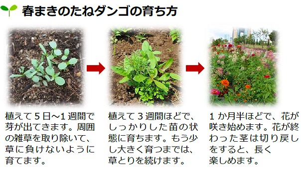 たねダンゴの育ち方紹介